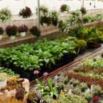 Ogród Ekologiczny: Jak Uprawiać Rośliny Bez Chemii