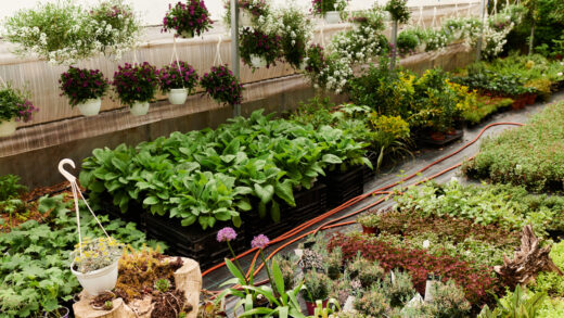 Ogród Ekologiczny: Jak Uprawiać Rośliny Bez Chemii